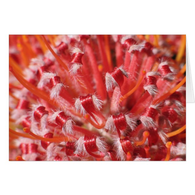 Alemany Beauty (Voorkant Horizontaal)