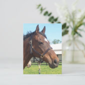 Alert Arab Horse Briefkaart (Staand voorkant)