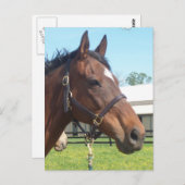 Alert Arab Horse Briefkaart (Voorkant / Achterkant)