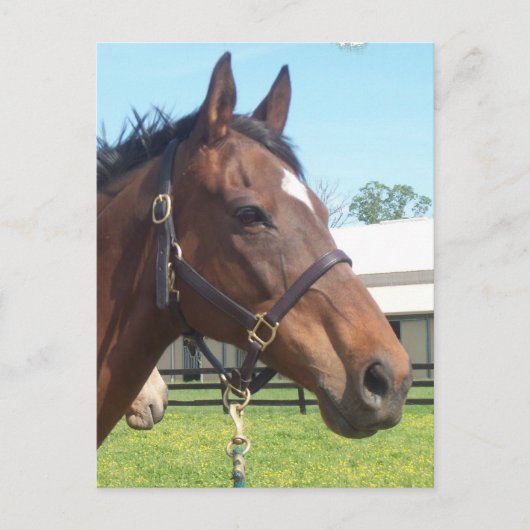 Alert Arab Horse Briefkaart (Voorkant)