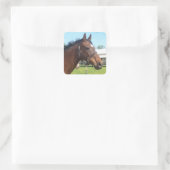 Alert Arab Horse Stickers (Tas)
