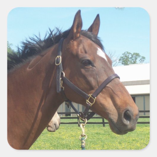 Alert Arab Horse Stickers (Voorkant)