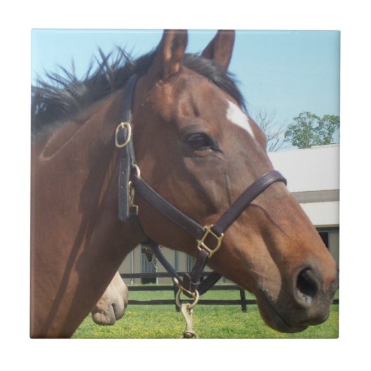 Alert Arabian Horse Tile Tegeltje (Voorkant)