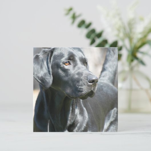 Alert Black Labrador Rertriever Dog Invitaties Kaart (Staand voorkant)