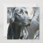 Alert Black Labrador Rertriever Dog Invitaties Kaart (Voorkant)