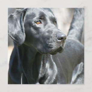 Alert Black Labrador Rertriever Dog Invitaties Kaart