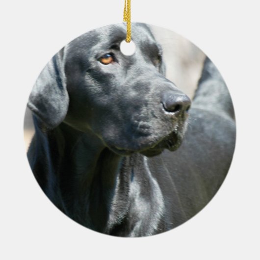 Alert Black Labrador Retriever Dog Ornament (Achterkant)