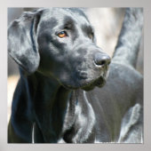 Alert Black Labrador Retriever Dog Poster (Voorkant)