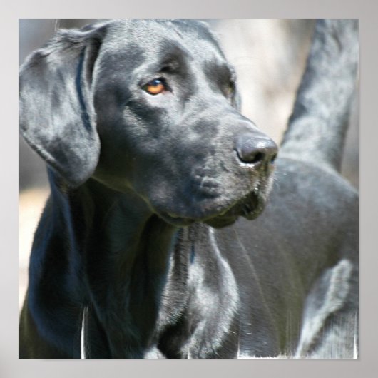 Alert Black Labrador Retriever Dog Poster (Voorkant)