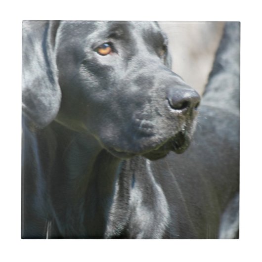 Alert Black Labrador Retriever Dog Tile Tegeltje (Voorkant)