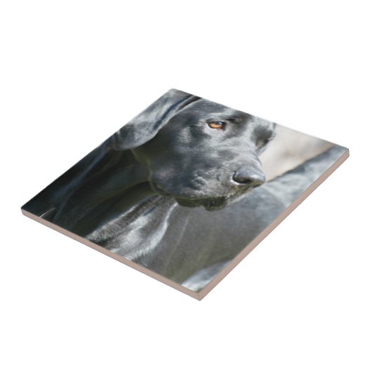 Alert Black Labrador Retriever Dog Tile Tegeltje (Zijkant)