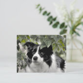 Alert Border Collie in Groene Bossen Briefkaart (Staand voorkant)