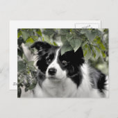 Alert Border Collie in Groene Bossen Briefkaart (Voorkant / Achterkant)