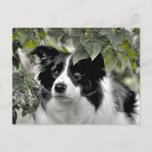 Alert Border Collie in Groene Bossen Briefkaart