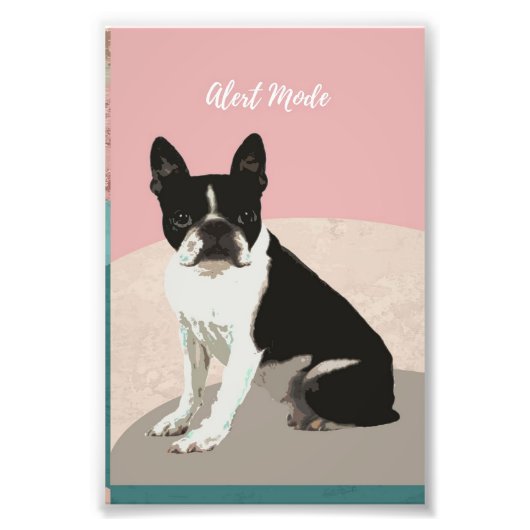 Alert Boston Terrier Dog | Boston Terrier Lover Foto Afdruk (Voorkant)
