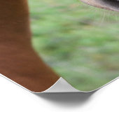 Alert Brown Horse Close Poster (Hoek)