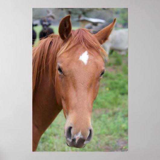 Alert Brown Horse Close Poster (Voorkant)