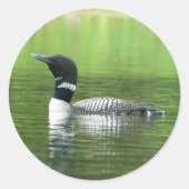 Alert Common Loon Stickers (Voorkant)