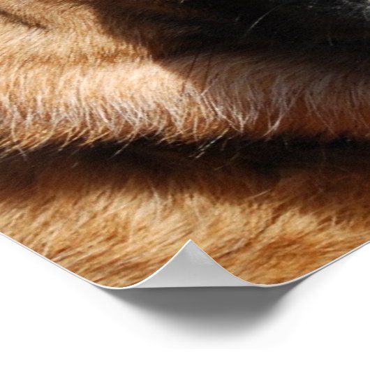 Alert German Shepherd Poster (Hoek)