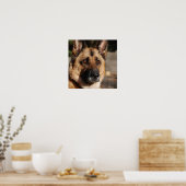 Alert German Shepherd Poster (Keuken)