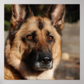 Alert German Shepherd Poster (Voorkant)