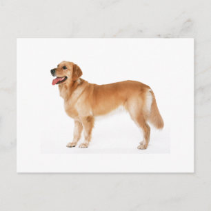 Alert Golden Retriever Briefkaart