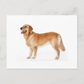Alert Golden Retriever Briefkaart (Voorkant)
