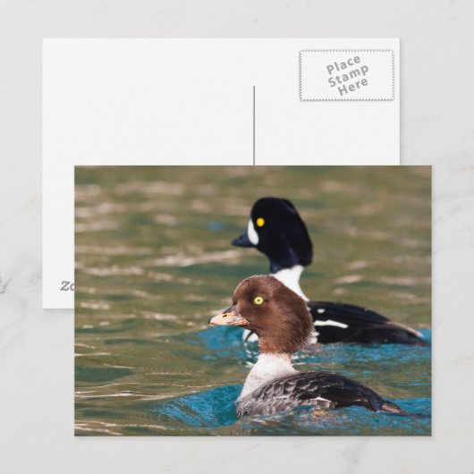 Alert Goldeneye Briefkaart (Voorkant / Achterkant)