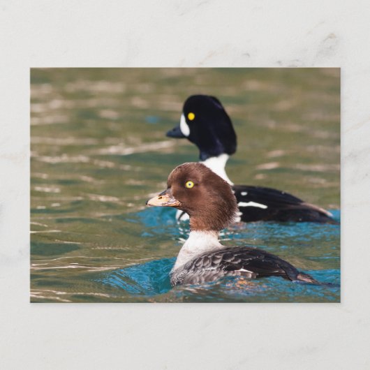 Alert Goldeneye Briefkaart (Voorkant)