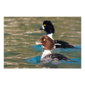 Alert Goldeneye Foto Afdruk (Voorkant)