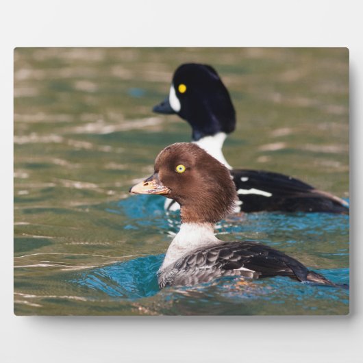 Alert Goldeneye Fotoplaat (Voorkant)