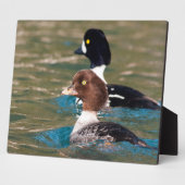 Alert Goldeneye Fotoplaat (Zijkant)