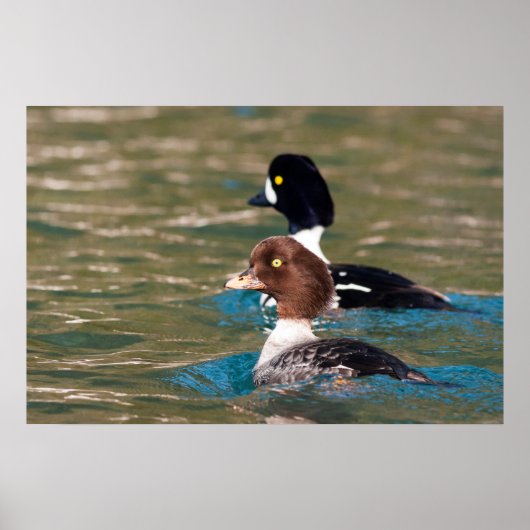 Alert Goldeneye Poster (Voorkant)