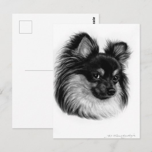 Alert langharige Chihuahua handgetekende kunst Briefkaart (Voorkant / Achterkant)