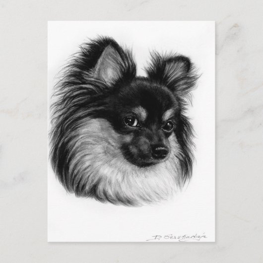 Alert langharige Chihuahua handgetekende kunst Briefkaart (Voorkant)