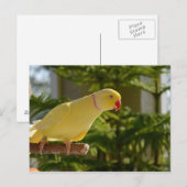 Alert Lutino Indian Ringnek Briefkaart (Voorkant / Achterkant)