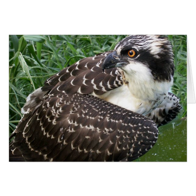 Alert Osprey (Voorkant Horizontaal)