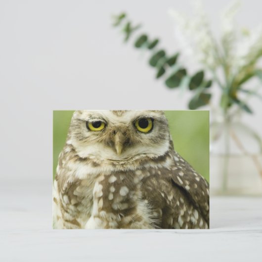 Alert Owl Briefkaart (Staand voorkant)
