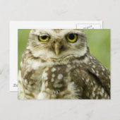 Alert Owl Briefkaart (Voorkant / Achterkant)