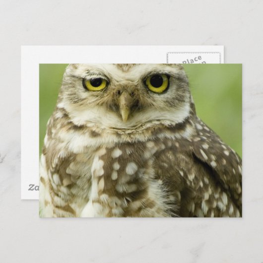 Alert Owl Briefkaart (Voorkant / Achterkant)
