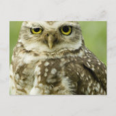 Alert Owl Briefkaart (Voorkant)