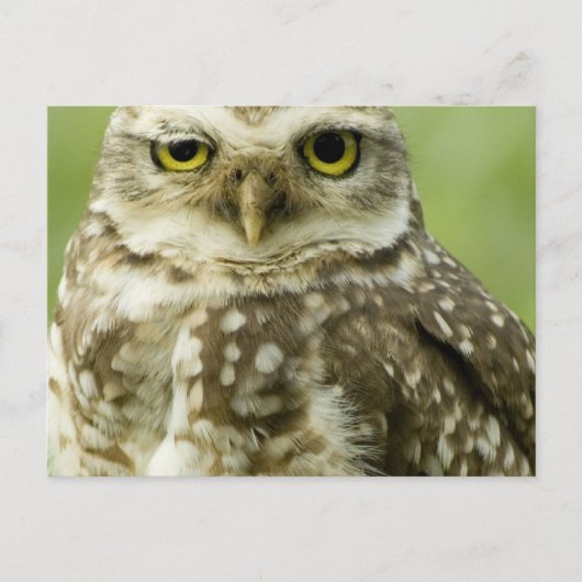 Alert Owl Briefkaart (Voorkant)