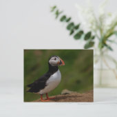 Alert Puffin Briefkaart (Staand voorkant)