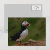 Alert Puffin Briefkaart (Voorkant / Achterkant)