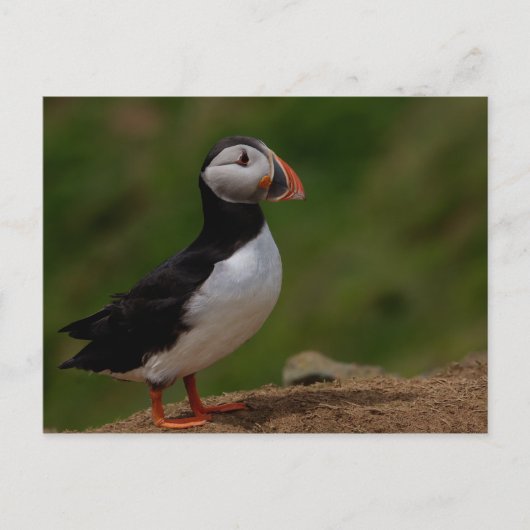 Alert Puffin Briefkaart (Voorkant)