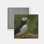 Alert Puffin Magneet (Voorkant / Achterkant)
