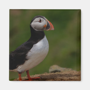 Alert Puffin Magneet