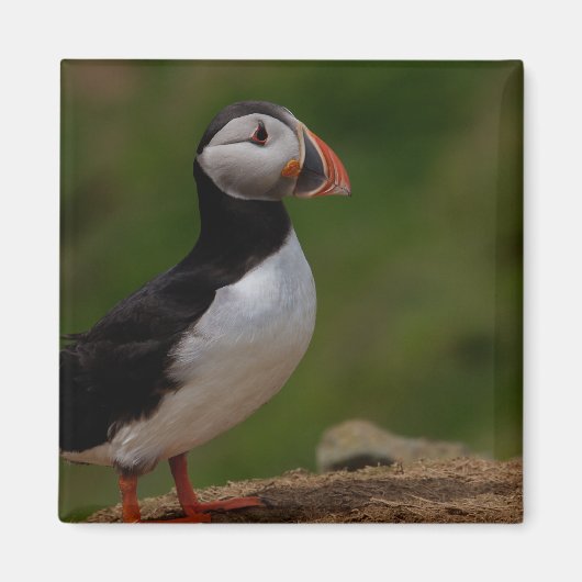 Alert Puffin Magneet (Voorkant)