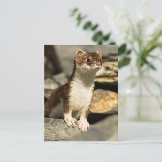 Alert Weasel Briefkaart (Staand voorkant)