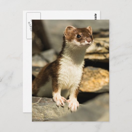 Alert Weasel Briefkaart (Voorkant / Achterkant)